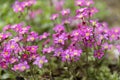 Pink spring flowers of saxifraga Ãâ arendsii blooming in rock garden, close up Royalty Free Stock Photo